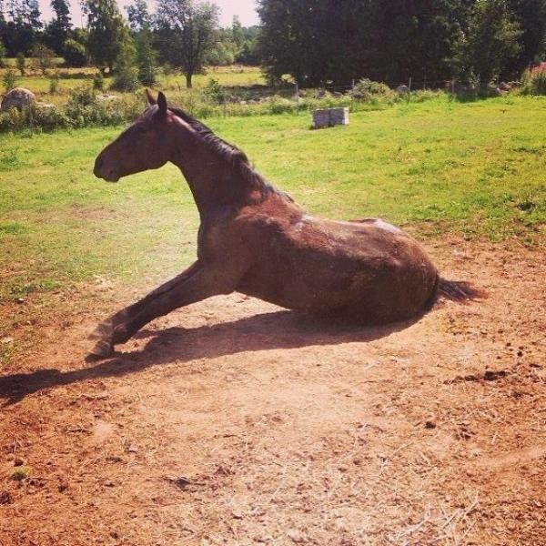 Min prins!