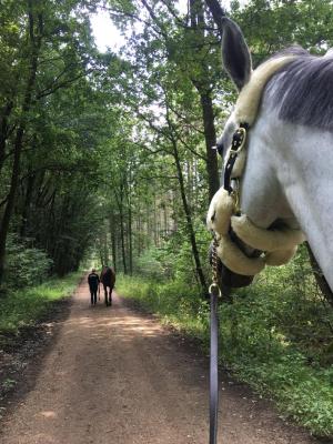 Sista stoppet innan flygplatsen gjorde vi hos familjen Philippaerts där de fick en lång mysig promenad i skogen, den sista på ett ganska bra tag.