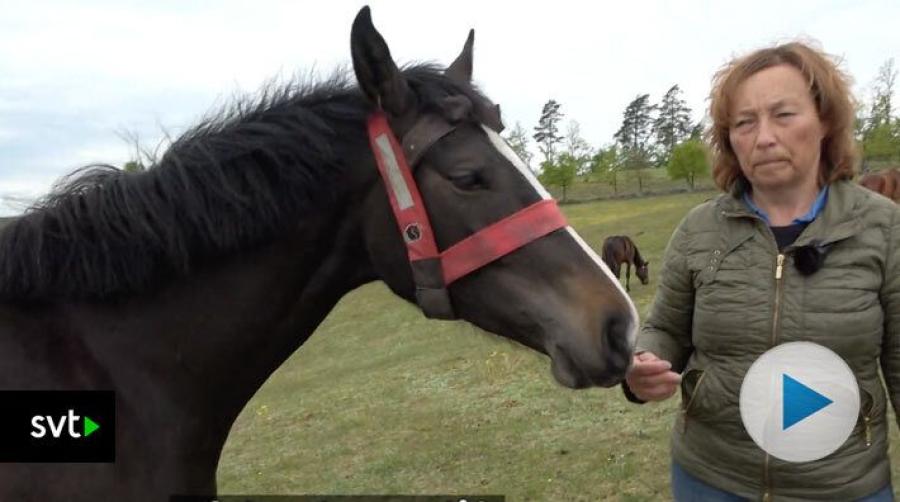 Enormt bete men ändå full kontroll på hästarna