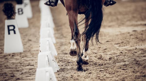 Få koll på hästens bakben