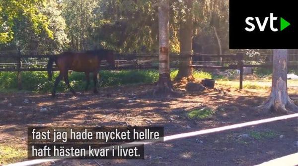 Häst avlivades efter misslyckad sövning – klinik dömd i tingsrätten