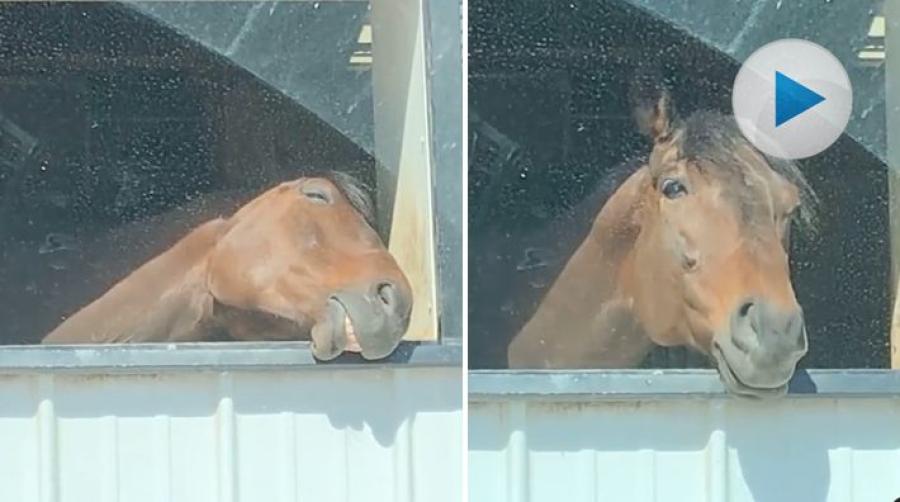 Tröttare häst får man leta efter... Han återspeglar nog mångas känsla inför helgen och kommande semestrar. Men håll ut, snart är helgen här. 