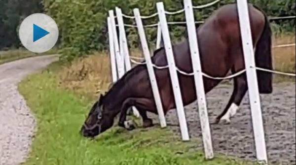 Emmie Eriksson har en häst som vet hur man når det godaste gräset utanför hagen. Vem behöver en gräsklippare när man har en Ninja?