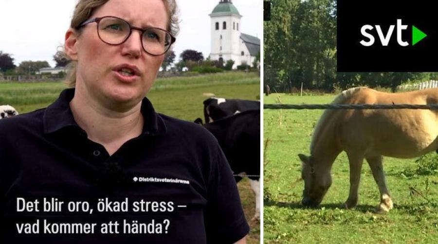 Veterinären om krisen i branschen