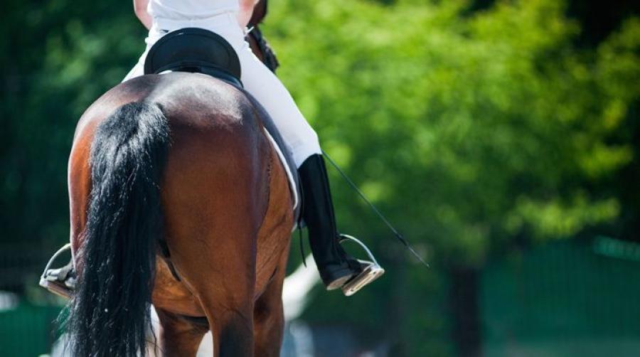 Rak häst i uppridning på medellinjen i galopp