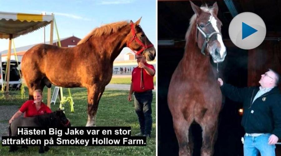 Hästen Big Jake mätte 2,10 meter i mankhöjd vilket gjorde honom till världens högsta häst. Sedan år 2010 har han hållit rekordet i Guinness rekordbok.