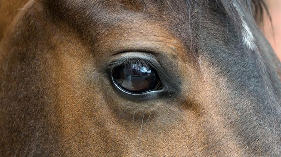 Arkivfoto: Adobe Stock