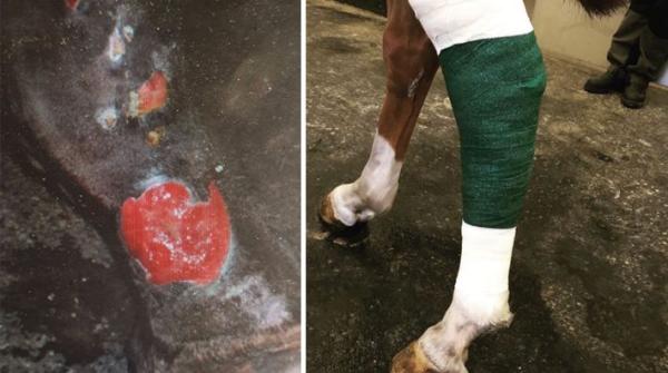 Veterinär Johanna Almerén, på Brunmåla hästklinik, ger tips kring hur du bäst hanterar en sårskada på din häst. När bör exempelvis veterinären tillkallas?
