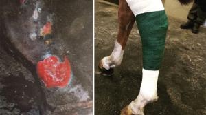 Veterinär Johanna Almerén, på Brunmåla hästklinik, ger tips kring hur du bäst hanterar en sårskada på din häst. När bör exempelvis veterinären tillkallas?