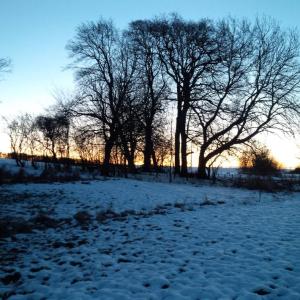 Soluppgång under min och Daisys morgonpromenad.