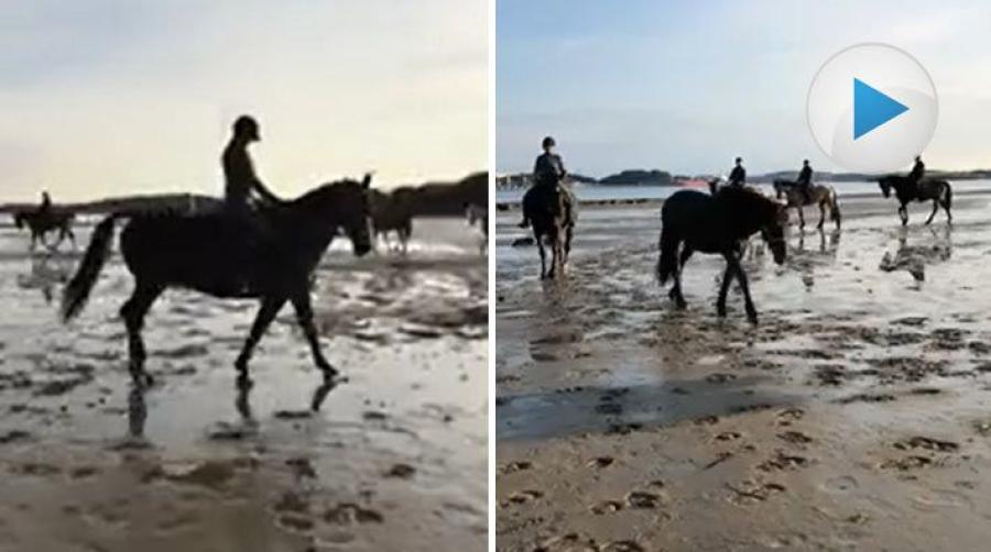 När Stenungsunds ridklubb hade lektion på stranden, som även råkar ligga i sommarhagen, valde några av de lediga hästarna att ansluta till lektionen.