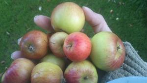 Små äpplen som är perfekta mumsbitar för hästarna!