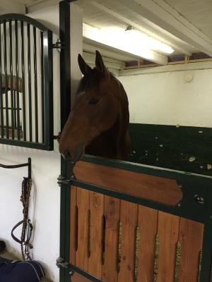 Bosse hos vetrinären.