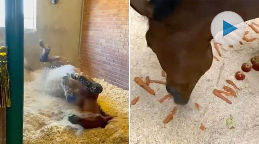 En firar med en härlig rullning – en annan har fått en välkomstbuffé. Så firar Indiana och All In när de landat i sina boxar på respektive hemmaplan.