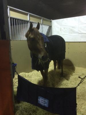 Första kvällen i stallet.