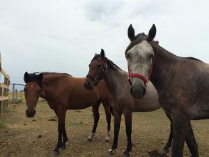 Sofie, Quila och Jenara, trion som var med från start till mål