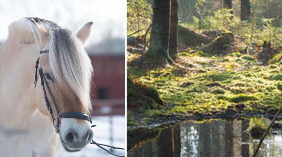 Foto: Janne Wrangbert/Vissmålens ridklubb och Adobe Stock