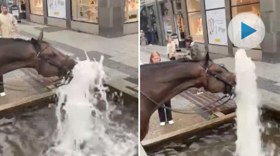 Polishästen Charlie pausar i stadens fontän