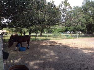 Volontärbloggen: Första dagarna i Florida