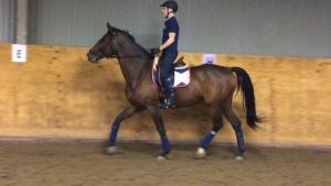 Sökandet efter häst fortsätter