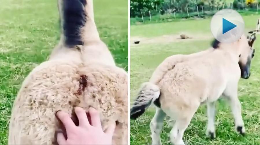 En kliande hand på ryggen på det ställe där man själv inte kommer åt är ju bara så skönt. Precis så skönt som detta lilla fölet så tydligt illustrerar.