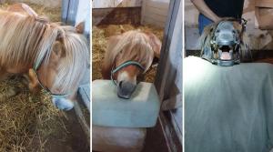 Viktoria Sporre är ambulerande hästveterinär på Gotland. Alldeles innan det var dags för semester gjorde hon en rutinkontroll av tänderna på ett litet russ.