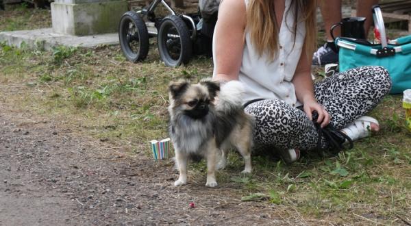 Denna hane har enligt ägarna hittat en fästmö här i Falsterbo. Hon bor i samma kommun hemma, så planer för en första date har gjorts upp.