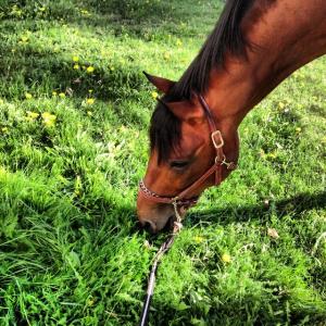 Älskar den här bilden! Fina Uncanto ute på promenad