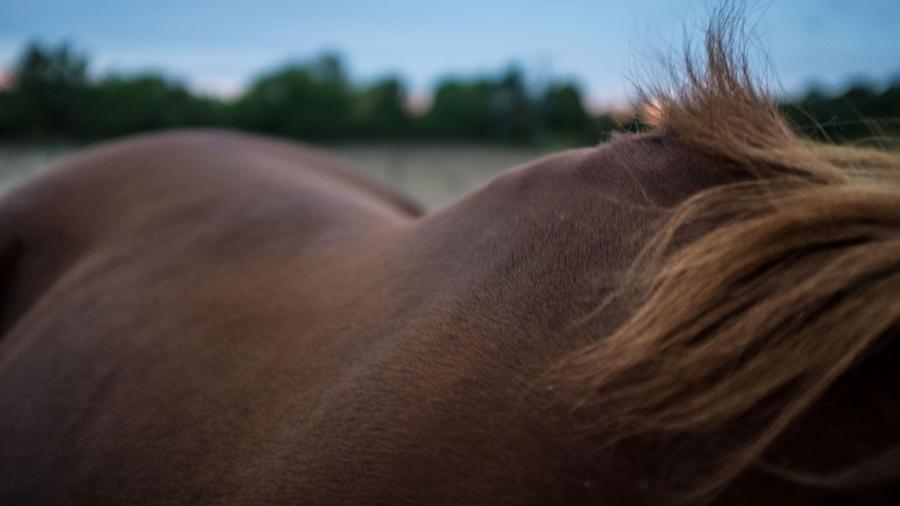 Underhåll för hästryggen