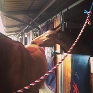 Sjuårige Zaloubet e. Maloubet de Pléville kliar gärna vännerna utanför boxen. Här är det Cash In som får lite kärlek.