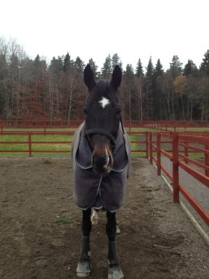 Anton hemma i hagen.