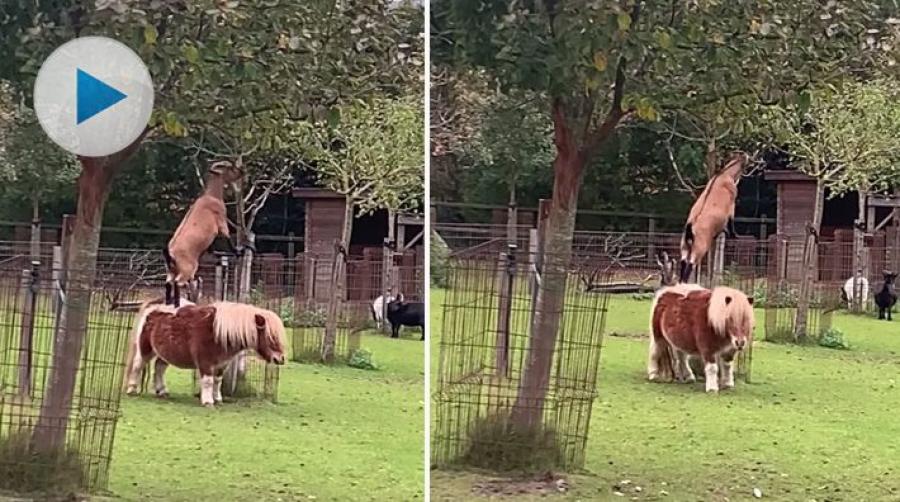 <p>När man är liten får man vara smart. Den här ponnyn verkar inte ha något emot att ställa upp som pall, när geten vill klättra för att få sig en munsbit. </p>