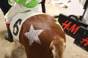 Det var ett genomgående mönster av stjärnor på hästarnas rumpor under tävlingsdagen.