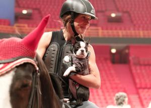 Caroline af Ugglas har en ny hundvalp, bara 16 veckor gammal, som hon gärna visar upp till häst. På söndag rider hon Stjärnornas hoppning.