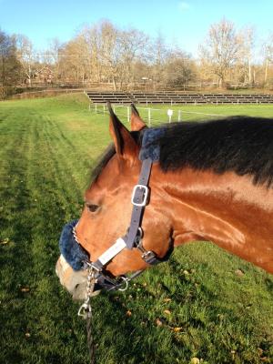 Vi hade inte bara regn, här njuter Avon av solen och gräset :)