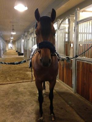 Uncanto, eller ''Uno'' som han kallas till vardags hemma i stallet.