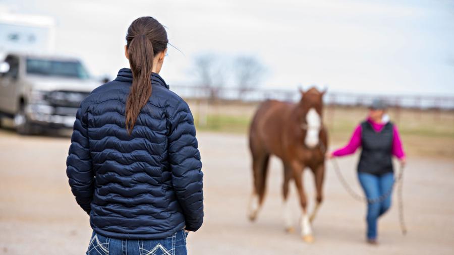 Få ut det mesta av hästbesiktningen