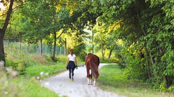 I ett inlägg i Gästbloggen ger advokaten Frida Treschow råd om vad man bör tänka på när man köper häst av en hästhandlare eller företag.