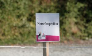 En spänd stund – dags för hästbesiktning.