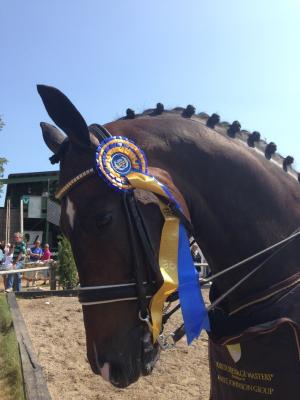 Fantastiska , underbara häst!