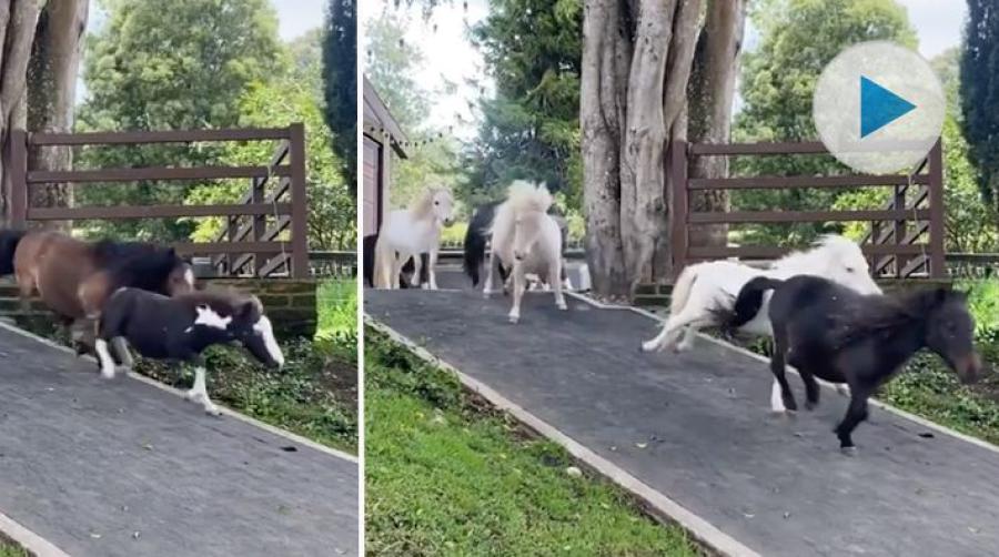 <p>Vad är härligare än en ponny? Två ponnyer. Och bättre än det är ett helg gäng med glada ponnyer, som lyckligt rusar efter varandra.