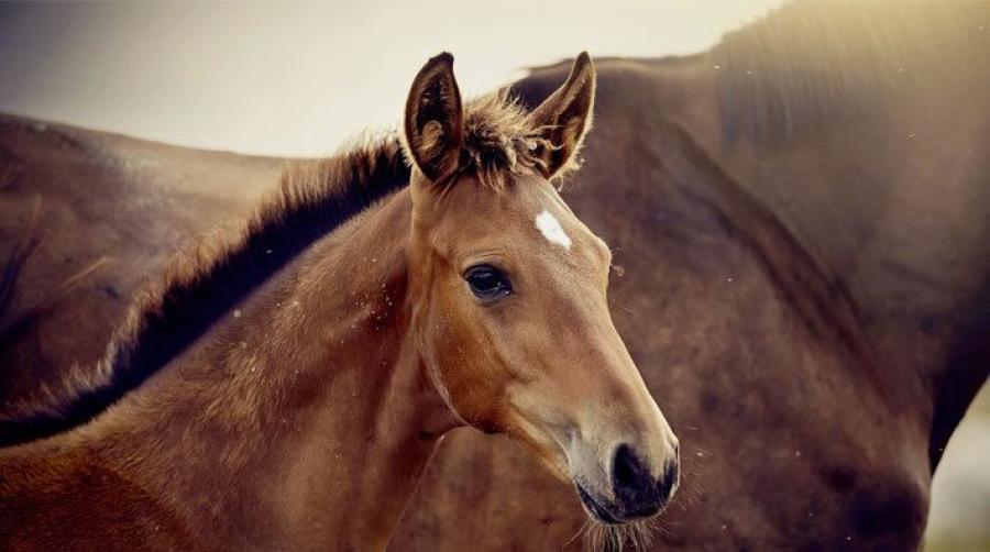 Foto: Adobe Stock