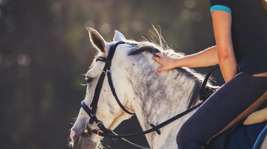 Veterinär Tove Forslund kontrollerade nyligen tänderna på ett 60-tal ridskolehästar – en hade ett litet sår. Nu vill hon hylla ridskolorna och deras hästhållning.