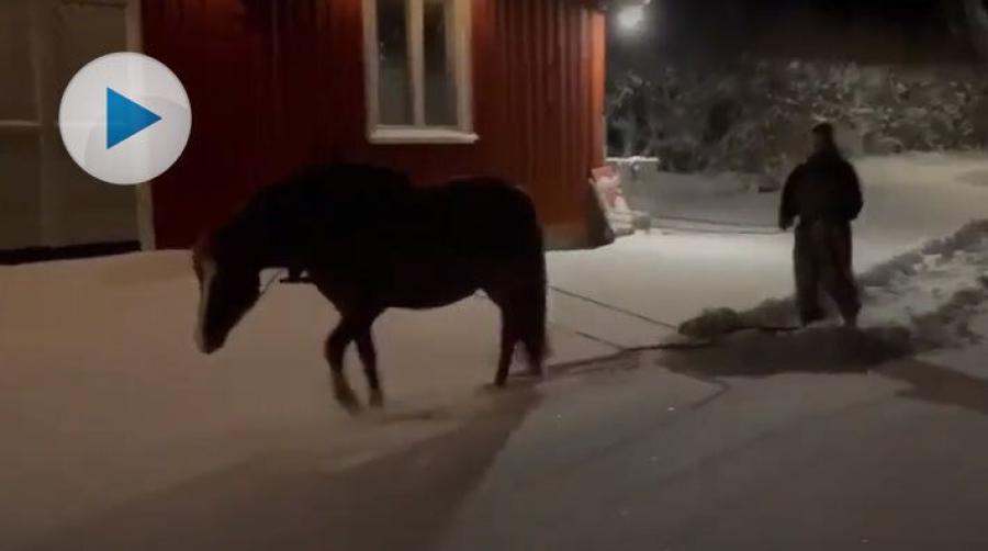 Birgitta Rydberg har tävlat i sportkörning med sina hästar. Hemma på gården kan hästarna hjälpa henne med flera praktiska uppgifter.