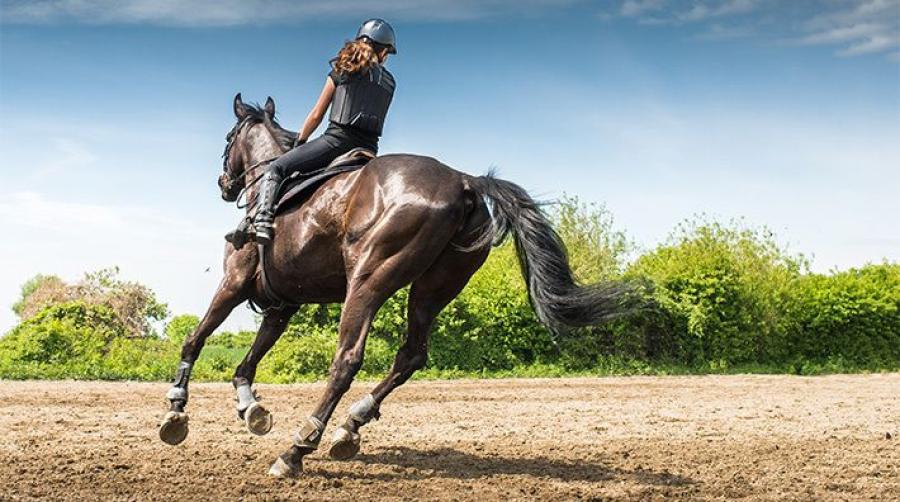 Inga begränsningar inom ridsporten i steg ett