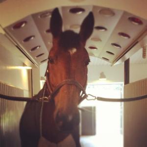 Divertimento aka Tim