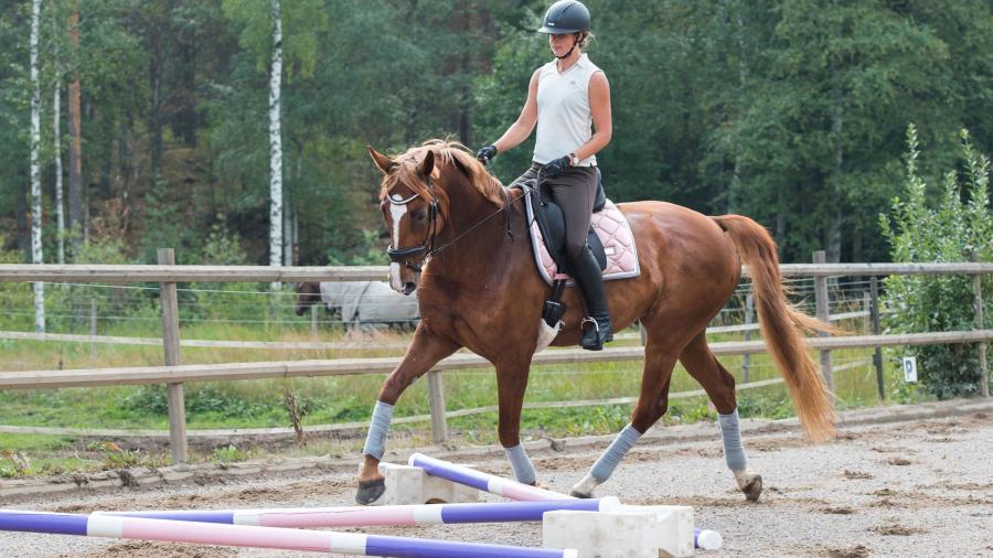 Låt (bom-)övningen i sig sätta din häst i arbete