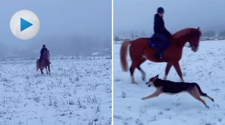 <p>När Yohanna Andersson är i stallet är hennes hund Charlie en ständig följeslagare. Senast när det var dags för en härlig snögalopp med treåringen.