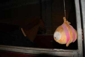 Douglas Lindelöws häst Balahe har fisken Mona med sig överallt, även hemma.