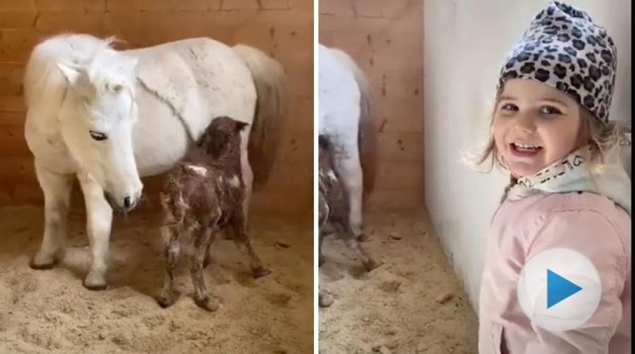 Ponnyfölet Magic Surprise överraskade familjen: "Det var ett föl i lösdriften!"